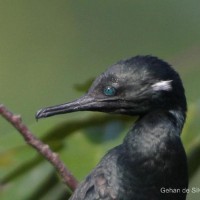 Phalacrocorax fuscicollis Stephens, 1826